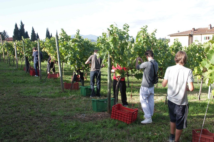 vendemmia 2012 Istituto agrario Anzilotti